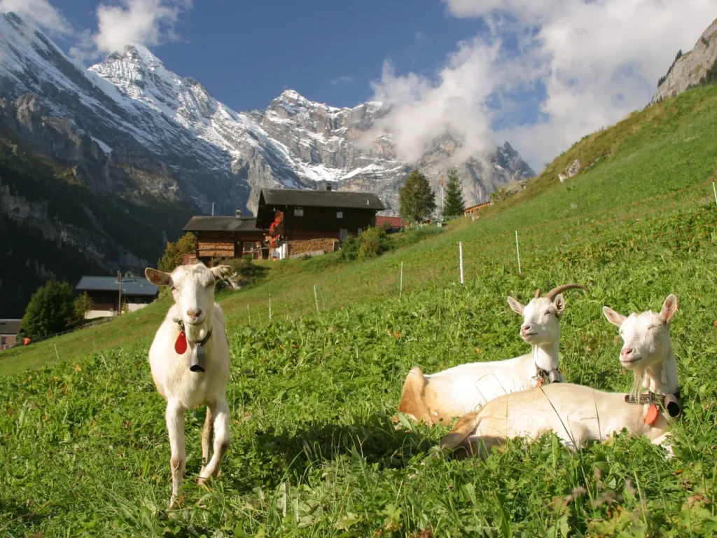 دهکده Gimmelwald سوئیس
