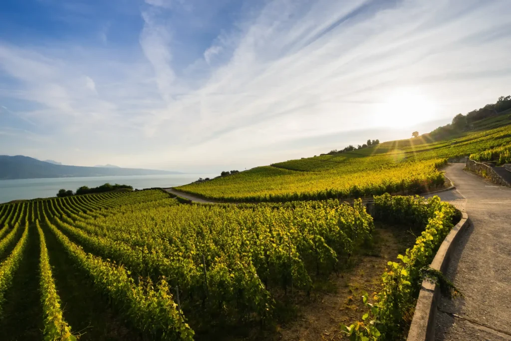 دهکده Lavaux سوئیس